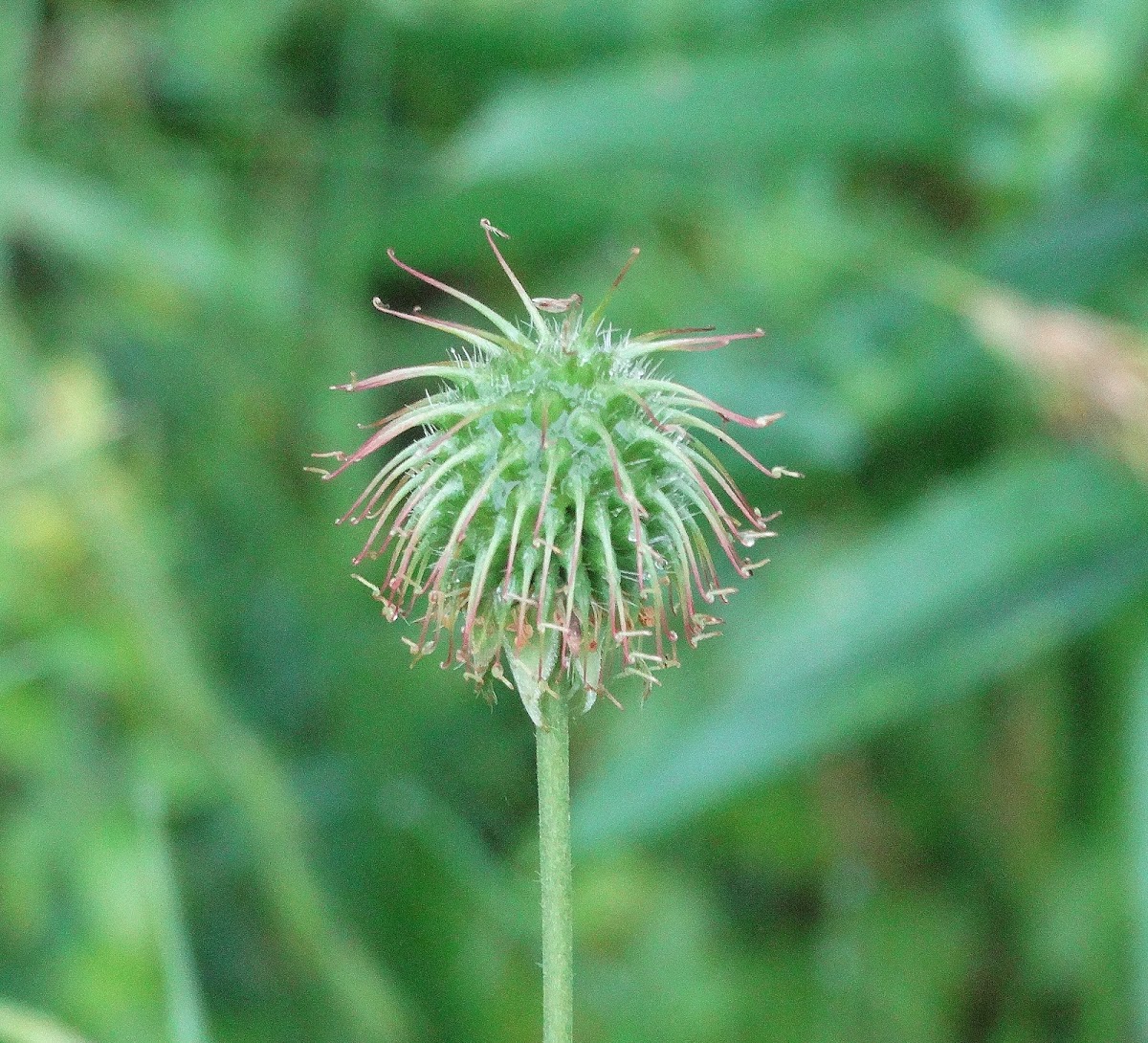 Avens (fruit)