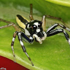 Jumping Spider