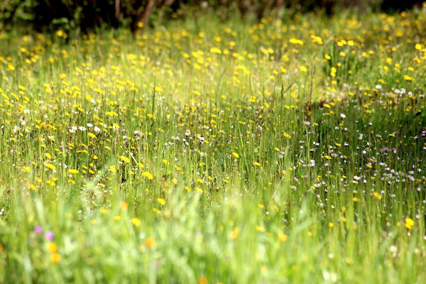 prato di primavera di elsa339