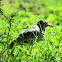 Spotted Thick-knee