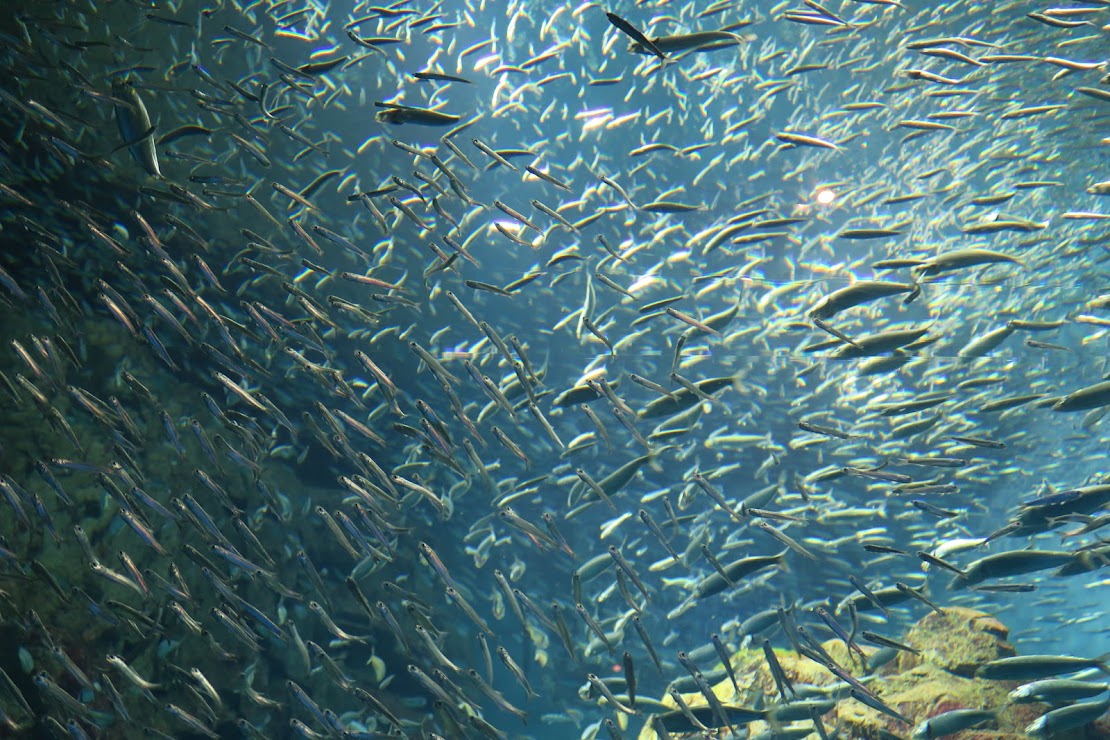 Osaka Aquarium Kaiyukan