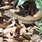 Siguana de Puerto Rico/ Puerto Rican ground Lizard