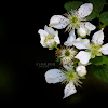 Wild Blackberry Bush