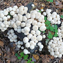 Pear-shaped Puffball