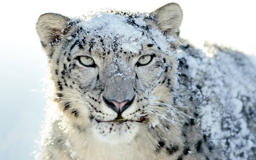 snow leopard