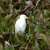 Cattle Egret