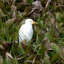 Cattle Egret