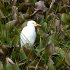 Cattle Egret