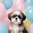 Cute Puppy Wallpaper HD icon