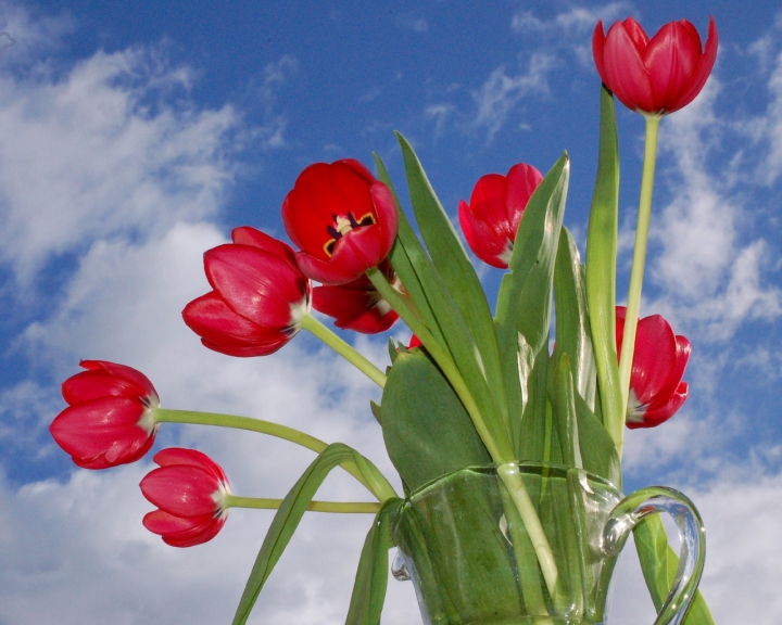 Cielo fiorito di cocò