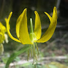 Yellow avalanche lily