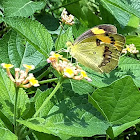 Yellow Orange Tip