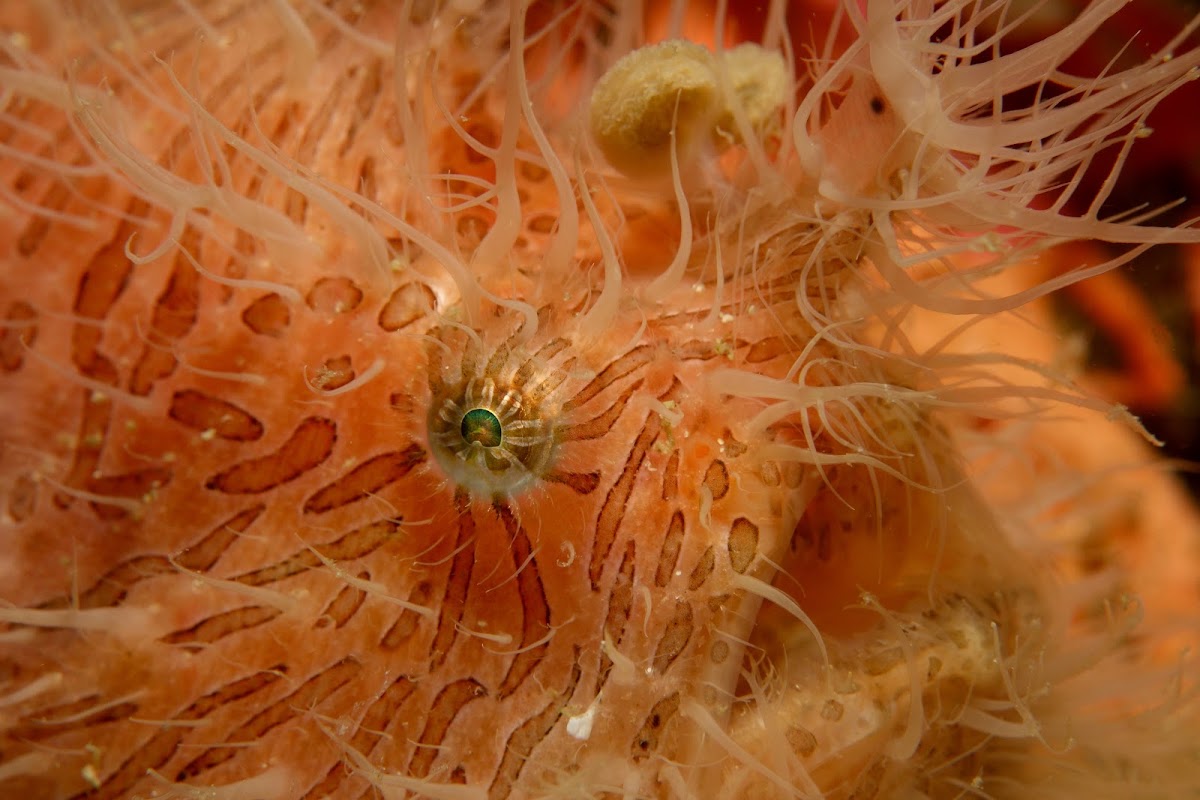 Hairy Frogfish