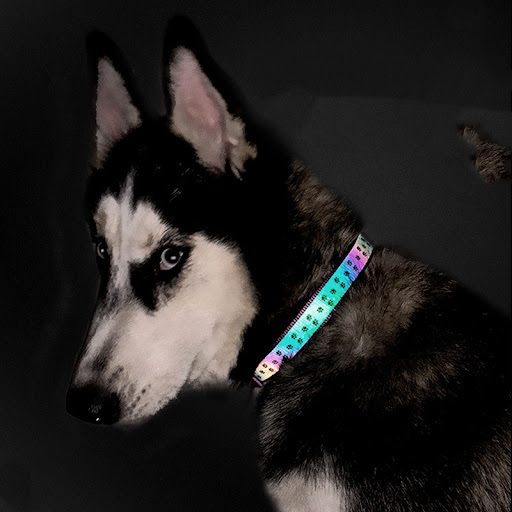Title 1, Holographic reflective dog leash Enhanced night...