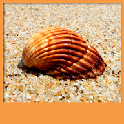 Seashell Live Wallpapers  Icon