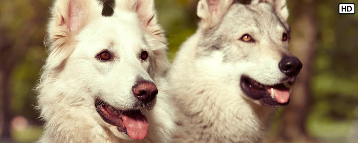 My Wolfdog - Lovely Puppy & Dog HD Wallpapers marquee promo image