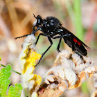 Robber fly; Asílido