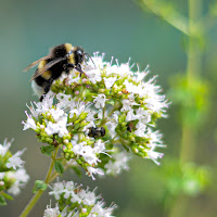 Aria di primavera di 