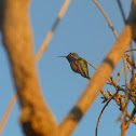 Black-Chinned Hummingbird