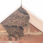 House Martin nest