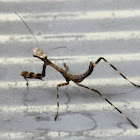 Nymph (Mantis)