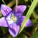 Hawkins' Campanula