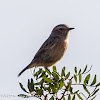 Whinchat; Tarabilla Norteña