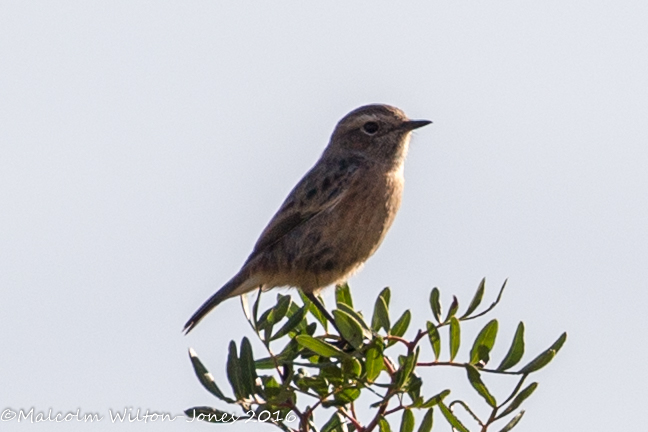 Whinchat; Tarabilla Norteña