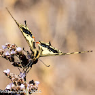 Swallowtail