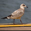 Ring-billed Gull (Juvenile)