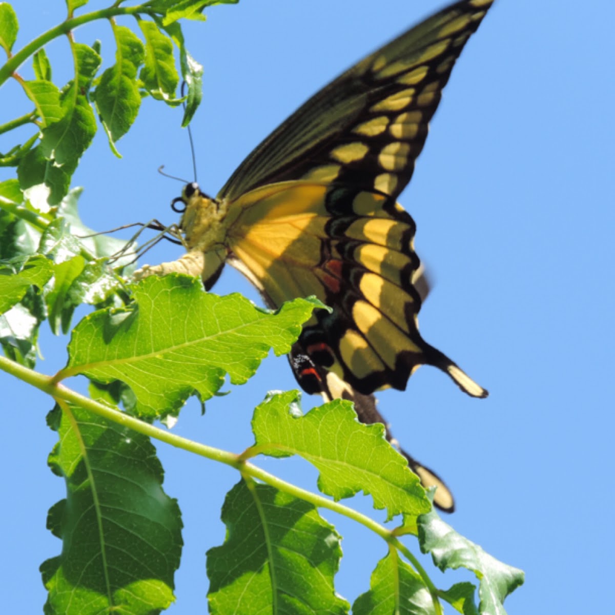 Eastern Giant Swallowtail