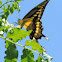 Eastern Giant Swallowtail