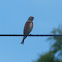 Common Linnet