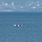 Short-beaked common dolphin