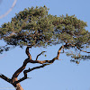 Scots Pine