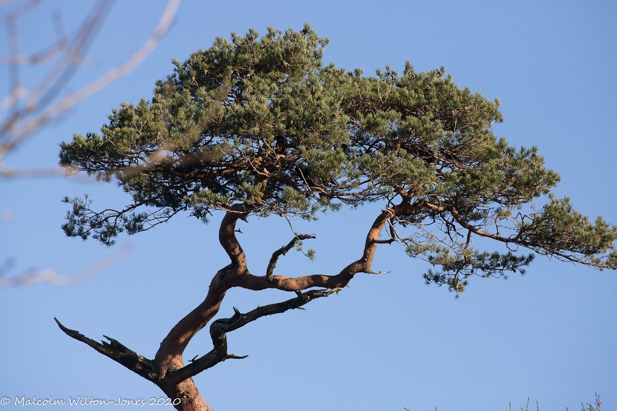 Scots Pine