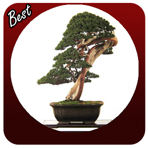 Download Bonsai Design Ideas For PC Windows and Mac