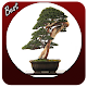 Download Bonsai Design Ideas For PC Windows and Mac 1.0