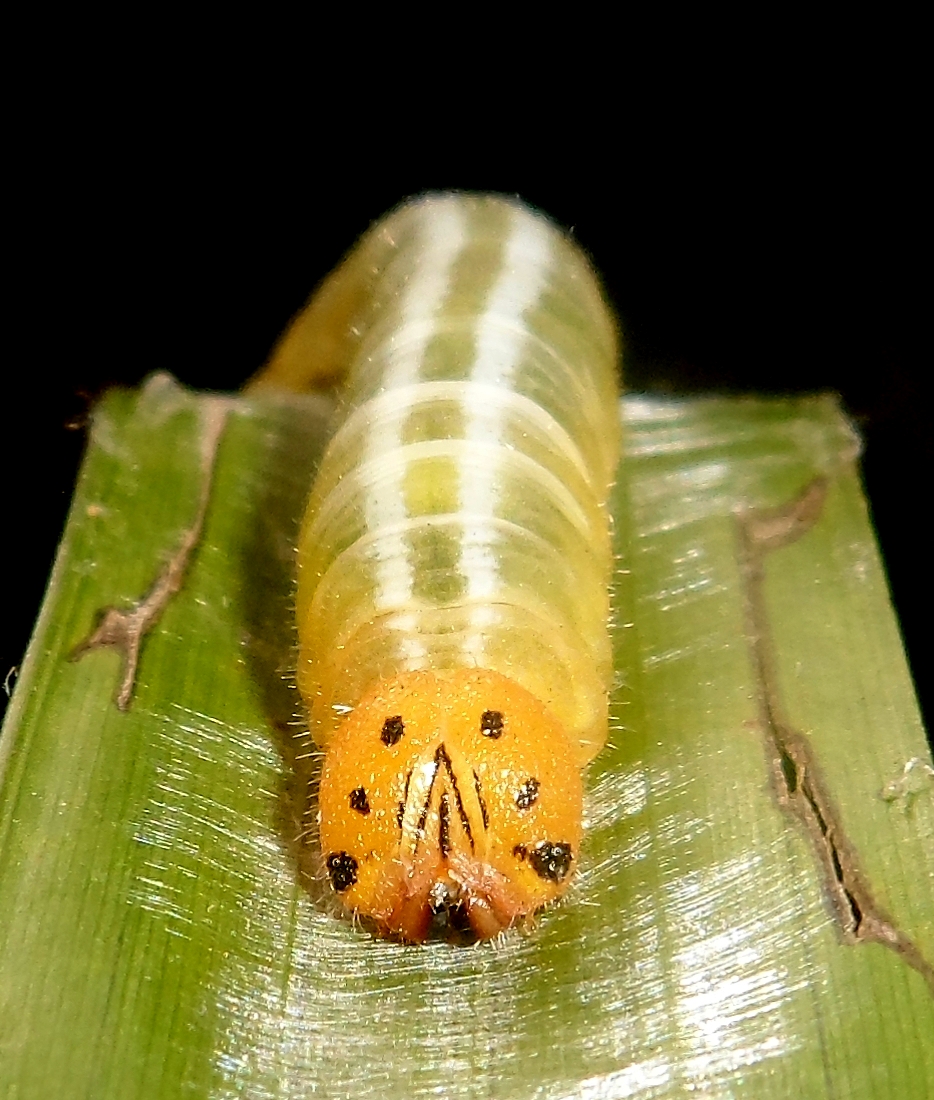 Skiper caterpillar
