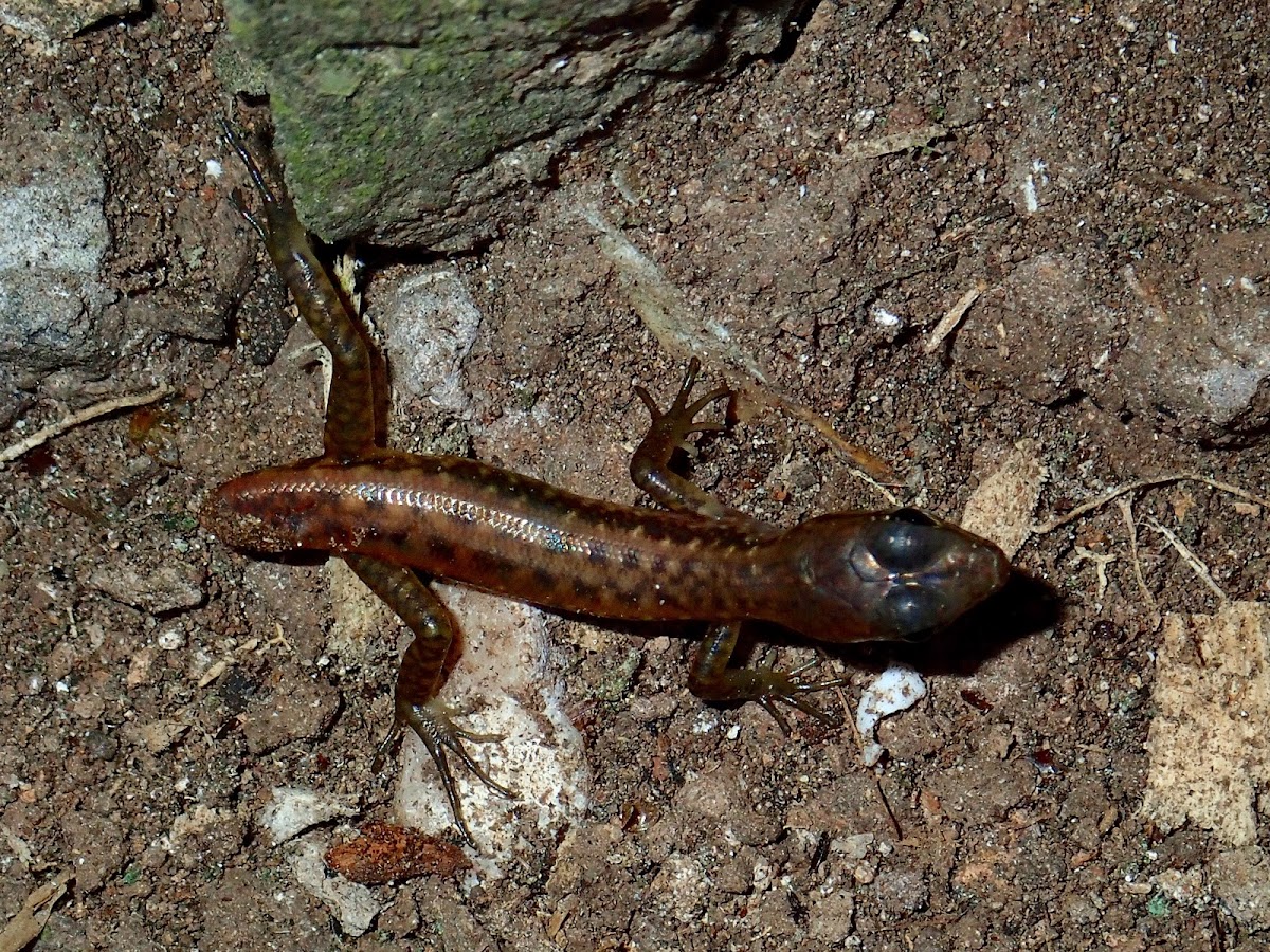 Spotted Forest Skink