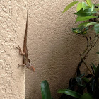 Red-Headed Brown Anole