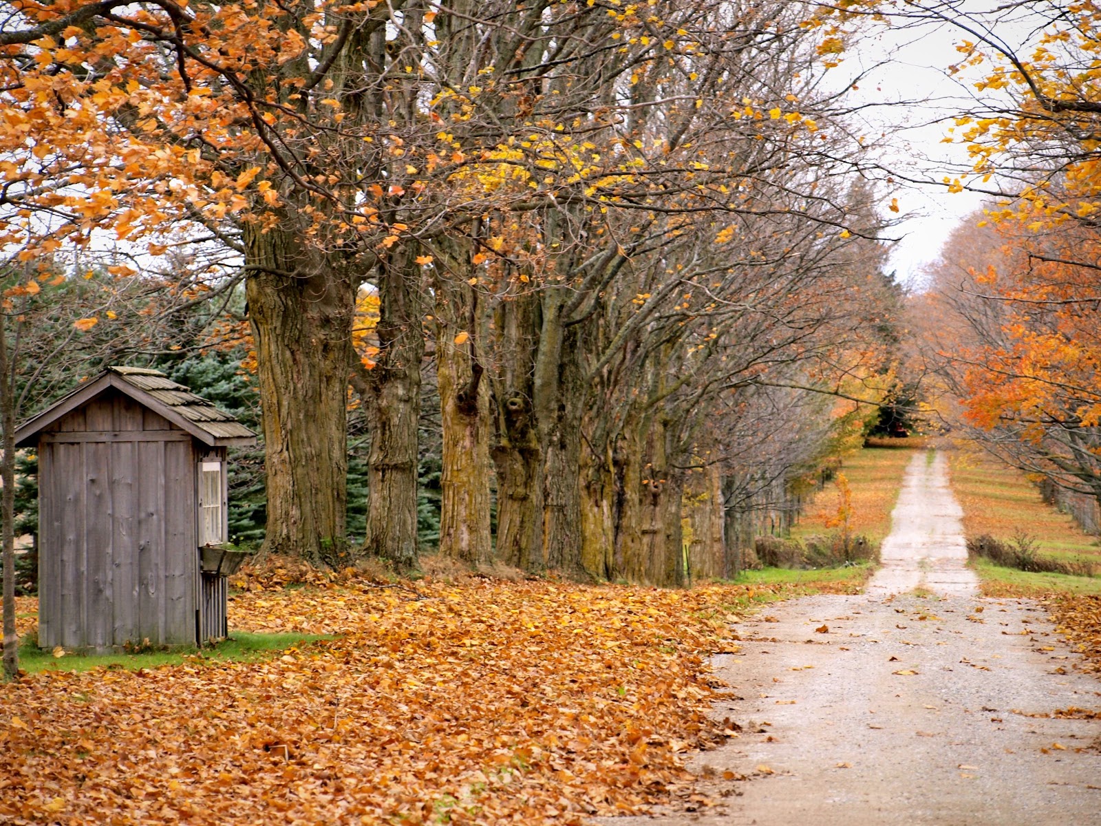 File:Fallen Leaves October ...