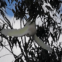 Little Corella