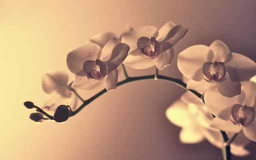 Orchid Pack 3 Live Wallpaper