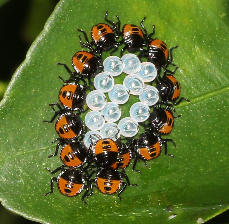 Citrus Stink Bug