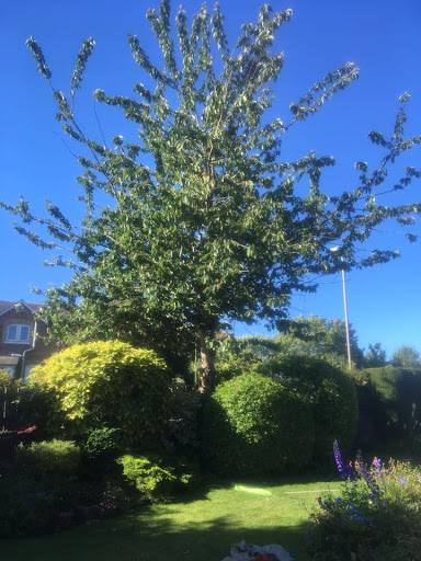 Cherry Tree Pruning Before, Dorchester Dorset