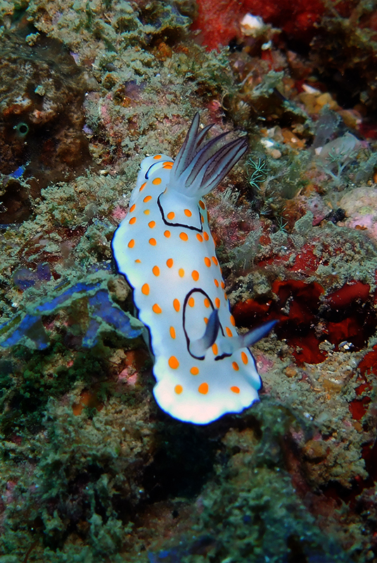 Goniobranchus annulatus