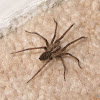 Giant house spider