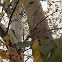 Birch Tree