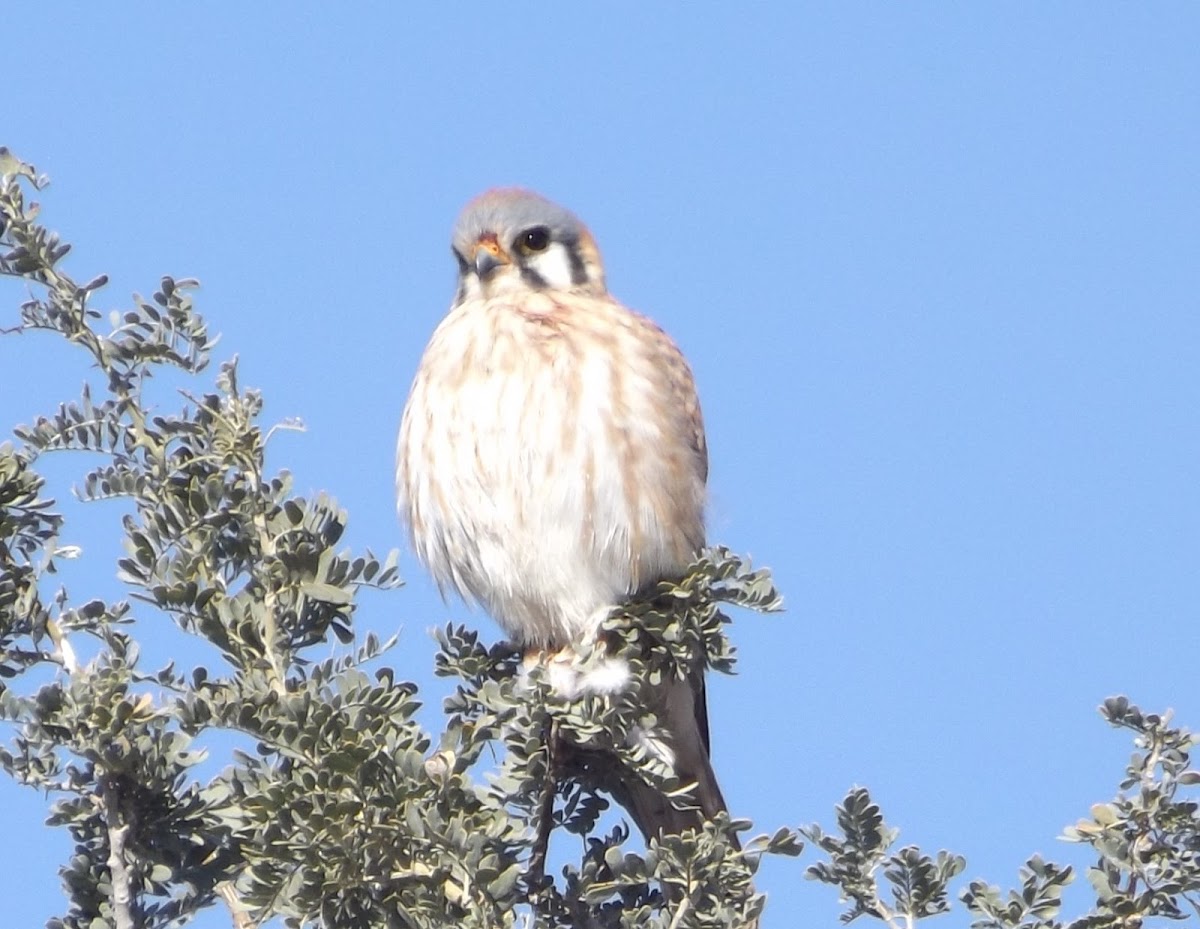 American Kestrel - female